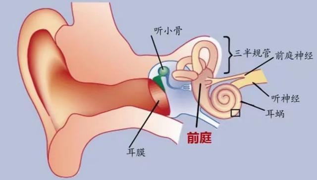 和车的摇晃方向保持同一状态,保持半瓶水不晃动;相反,前庭功能差的人