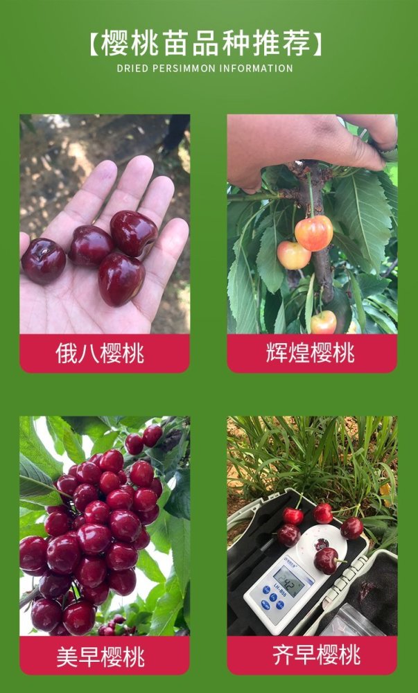 火箭樱桃树的ssa栽植技术2年生火箭樱桃树报价实地看苗