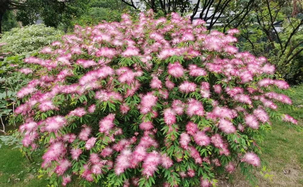 网红植物香水合欢花色美丽梦幻花香堪比香水三季有花开