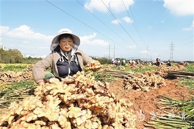 [南方生姜网-图片加载]