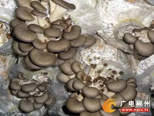 湖南这七个村美成中国典范 郴州这个村当选了