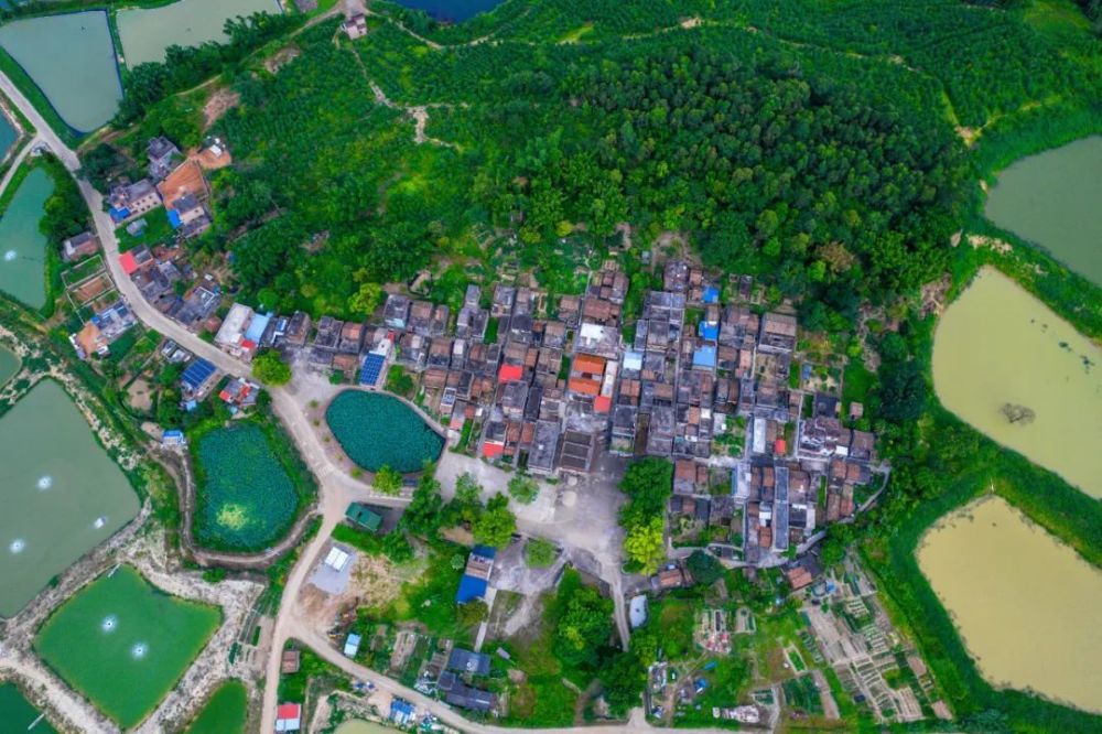 石洲村,位于荷城街道西北边陲,地处丘陵地带,依偎于凌云山旁,风光秀丽