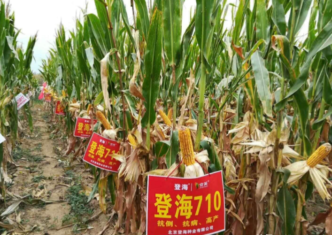 a股:被严重低估的4大"生态农业"龙头股,未来有望翻100倍_腾讯新闻