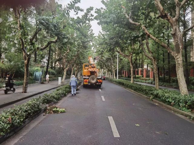 >13日下午,杨树浦路平定路和宁武路附近有多棵树木发生倒伏,并有