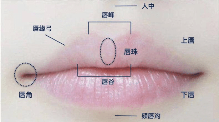 刘广明浅谈唇部美学治疗丨科普篇