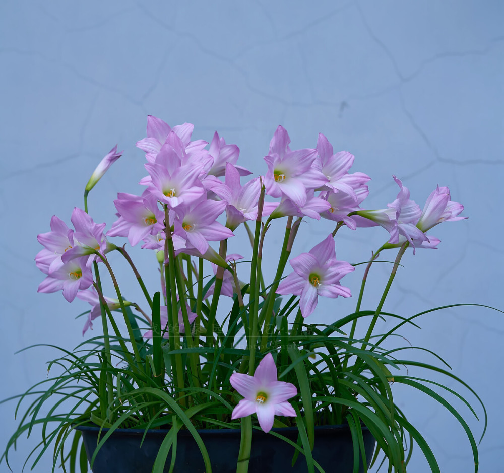 风雨兰只长叶子不开花解决球茎才是关键做对了每年都有花看