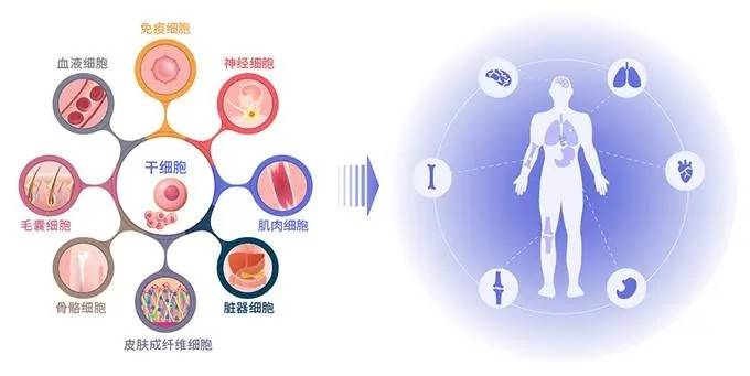 间充质干细胞治疗系统性红斑狼疮得到专家共识