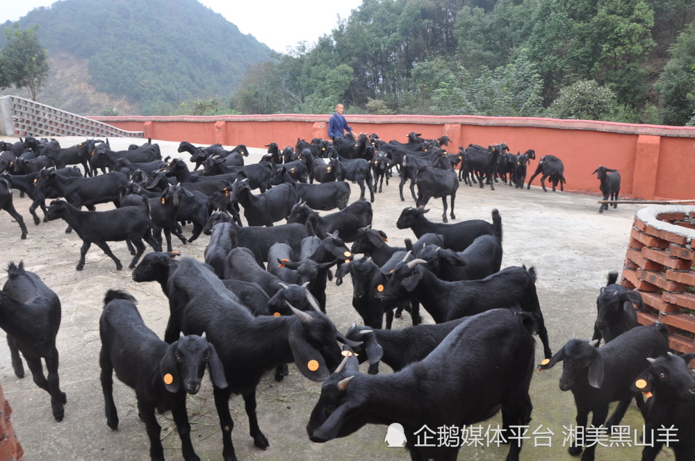 黑山羊养殖羊胸膜肺炎的预防措施