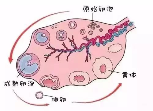 大小不够,直径 16mm,没有形成成熟卵泡;临床上最常见的卵泡