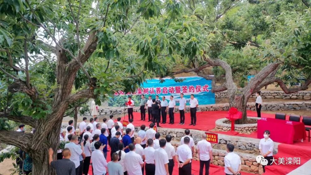 万千栗果千万收获滦阳镇举行板栗树认养启动暨签约仪式