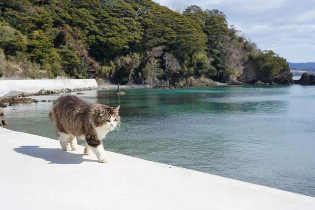 猫岛鹿岛兔子岛日本小岛那些小可爱们