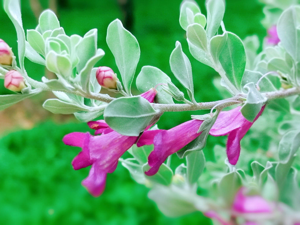 红花玉芙蓉,一切都是最美的样子_腾讯新闻