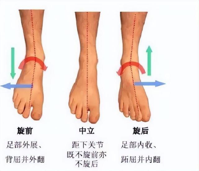 而硬质地面会导致足部呈现旋前或倒塌情况,以增加与地面的接触面积.