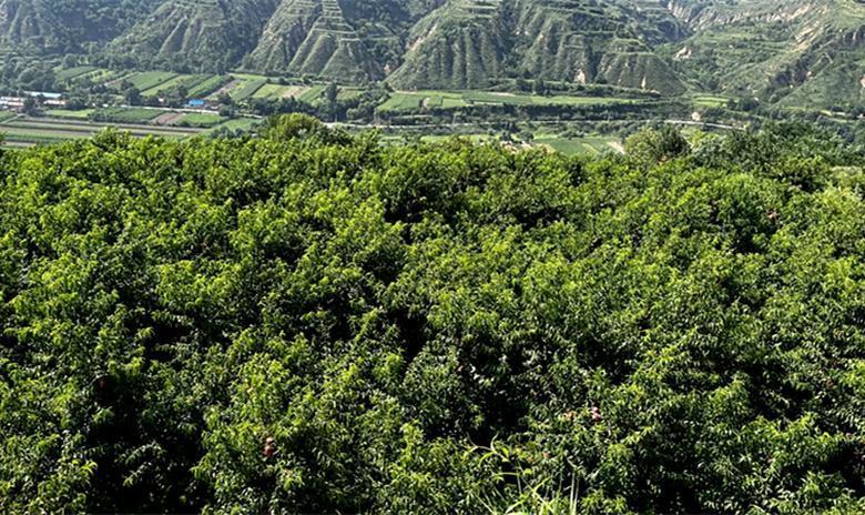 黄金蟠桃园彬州永乐镇杨家山上的一道亮丽风景线