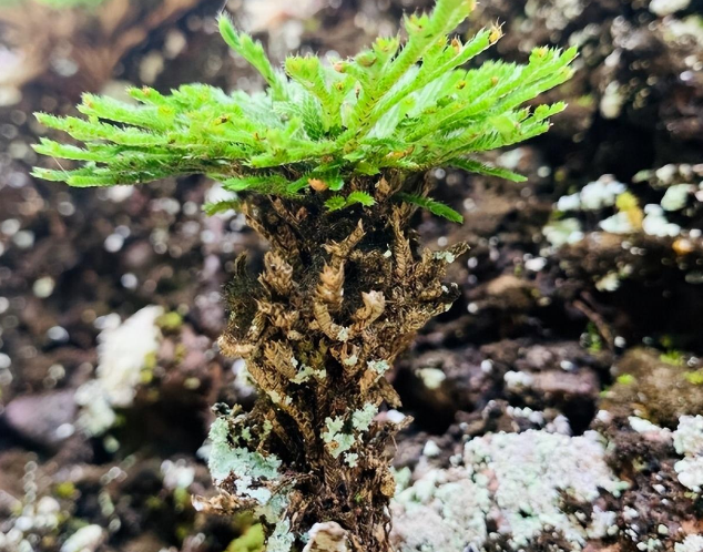 而且由于九死还魂草的繁殖速度非常快,所以在盆栽的过程中可能需要一