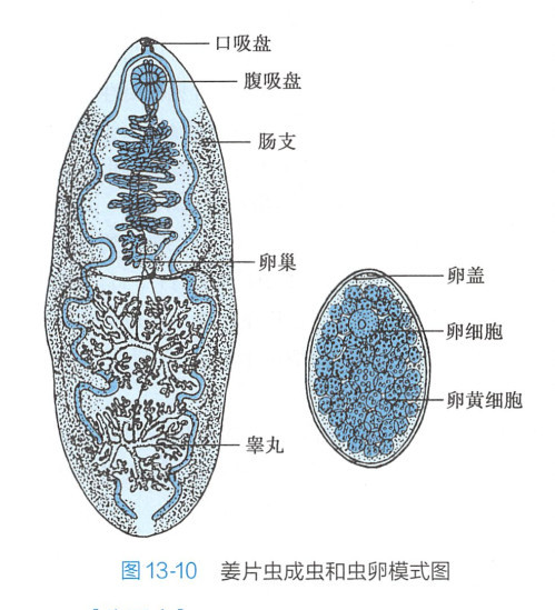 姜片虫,又叫布氏姜片吸虫fasciolopsis buski(lankester,1857)odhner