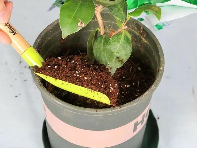 移栽是罗汉松盆栽过程中的一种必要经历