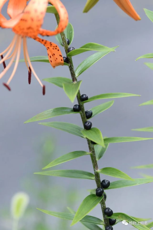 秦岭火地塘夏花图鉴(三:百合