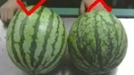 也就是说,声音略显清脆的西瓜大多是还没成熟的生瓜蛋子,而振动声音