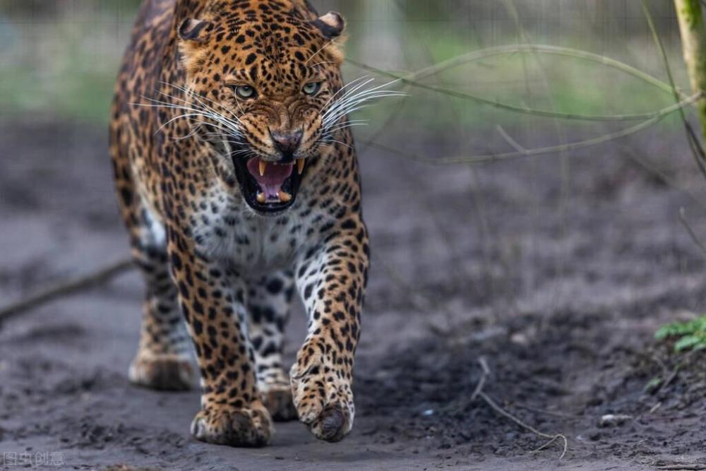 中部这些是亚洲猎豹的基因组成跟他们在非洲的亲戚不太一样不幸的是