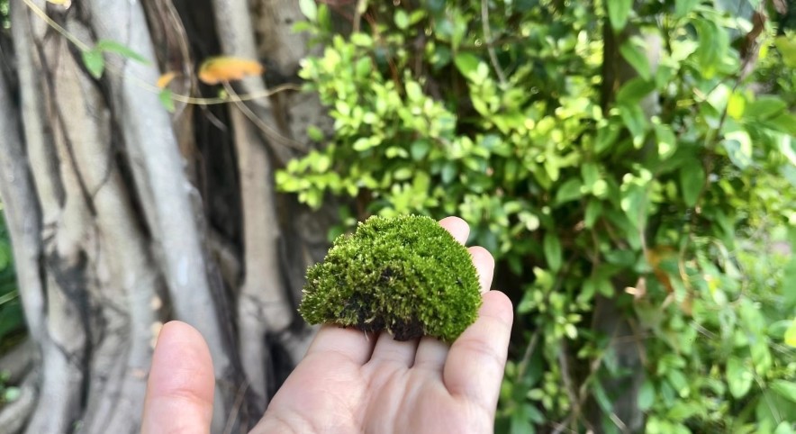 大城名园万物和谐晴雨交错之季小苔藓提着灯笼来报到