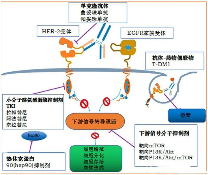 以her2靶点为例小分子靶向药物正在不断取得新突破