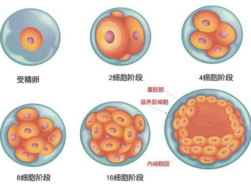 试管婴儿中卵子和胚胎的关系