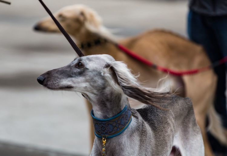 哮天犬中国细犬为何走向没落