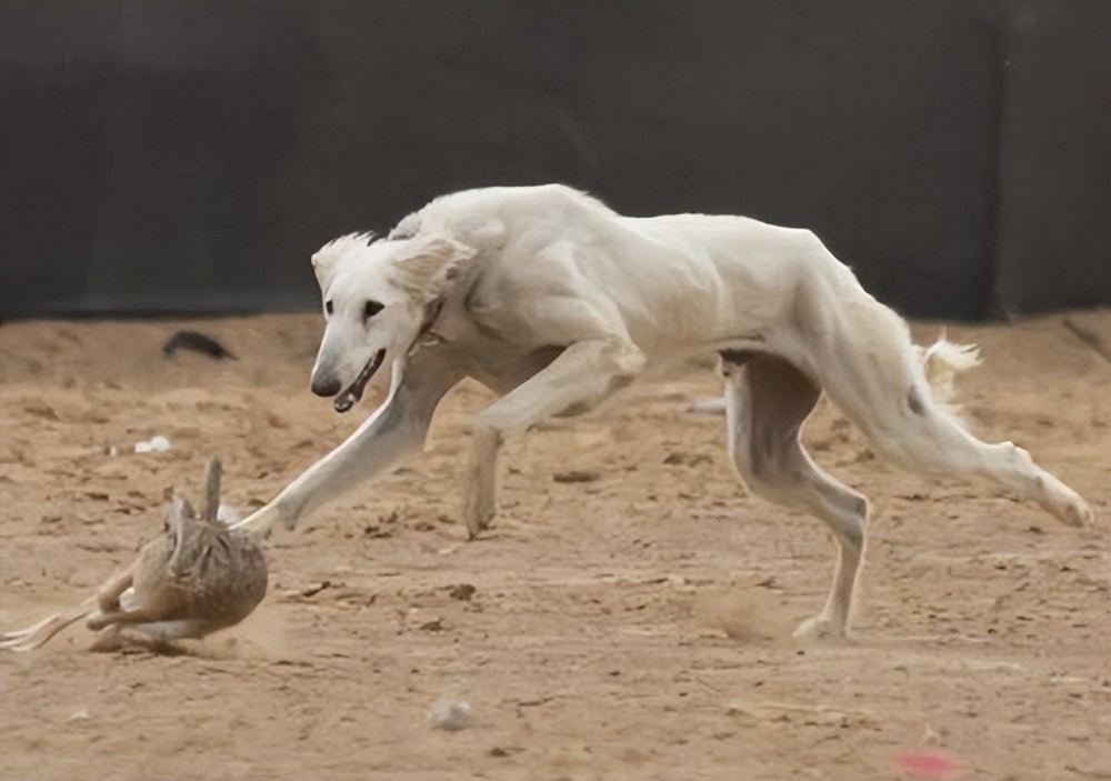 哮天犬中国细犬为何走向没落