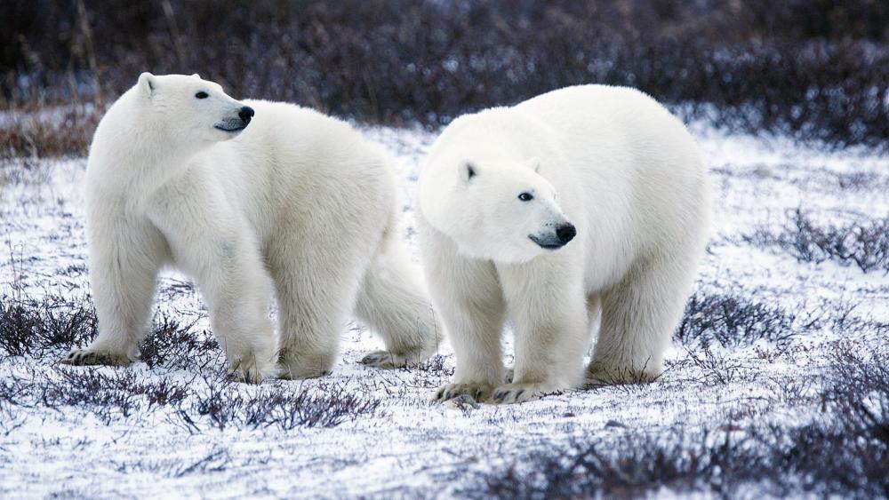 关于北极熊的十个冷知识你知道多少