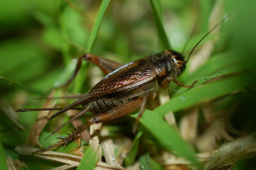 鸣叫的声音也多种多样:形单影只的雄蟋蟀常常会发出悠长而舒缓的叫声