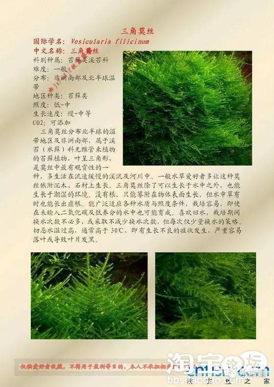 福利来了部分各种水草图鉴