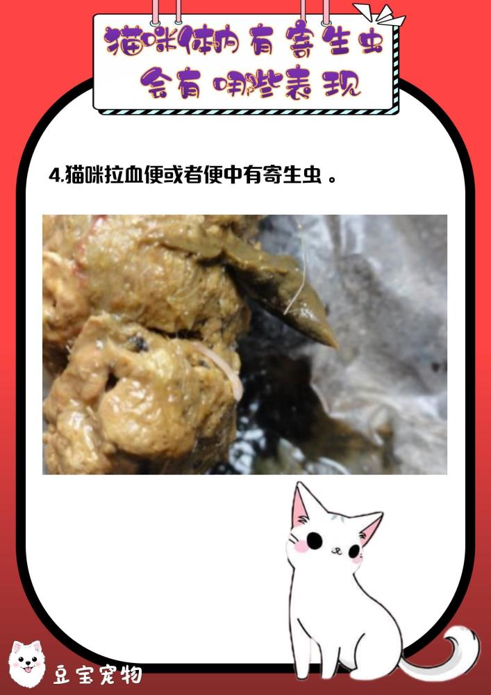 豆宝小课堂猫咪体内有寄生会有哪些表现