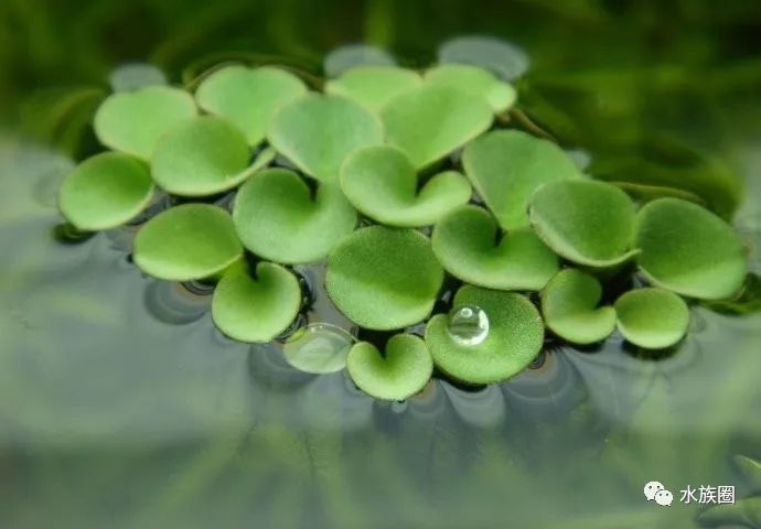 十几种浮萍种类大全吸氮吸氮吸氮