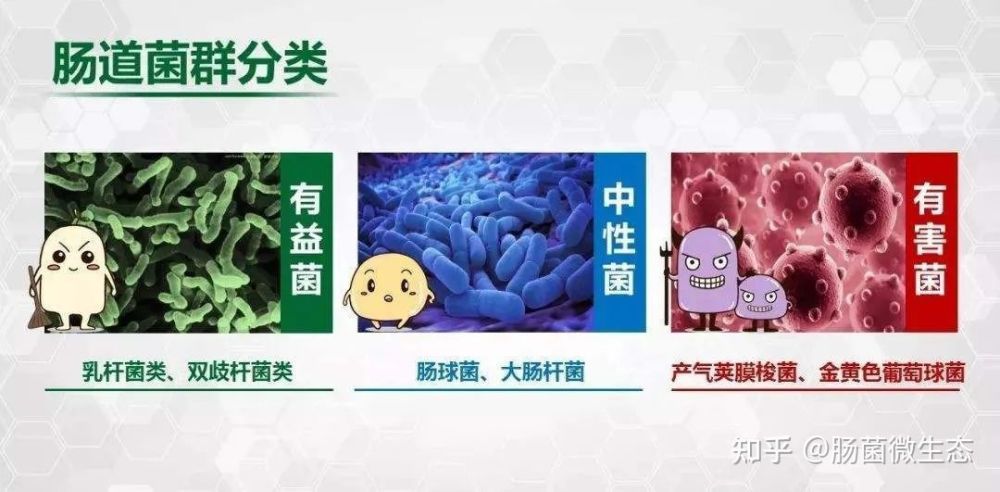 为什么要进行肠道菌群检测