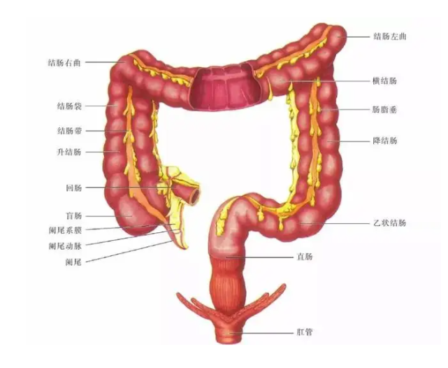 结肠在盲肠以下,直肠以上,即大肠主体,结肠包括升结肠,横结肠,降结肠