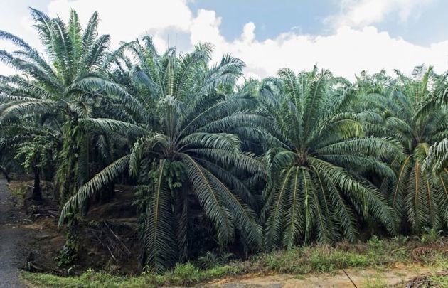 elaeis guineensis 是该地区科的成员,在非洲和马达加斯加野生生长