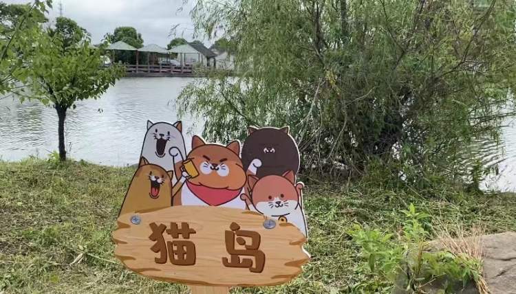 上海竟有座猫岛本市首个城市流浪猫管理中心正式挂牌流浪猫有家啦