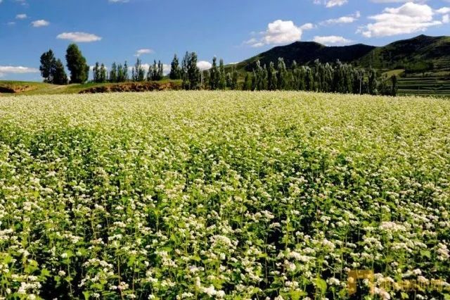 红山荞麦因此成为平鲁特产,中国地理标志产品.