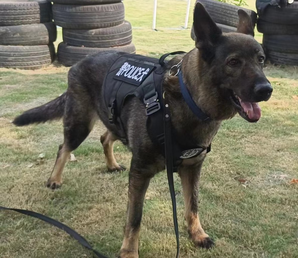 警犬黑鹰顾警官进一步介绍,一般情况下,警犬退役条件分两种.