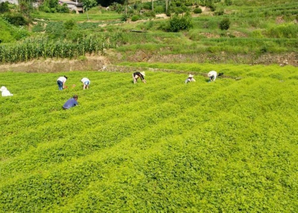 绞股蓝小草大商机陕西平利洛河镇绞股蓝产业聚焦