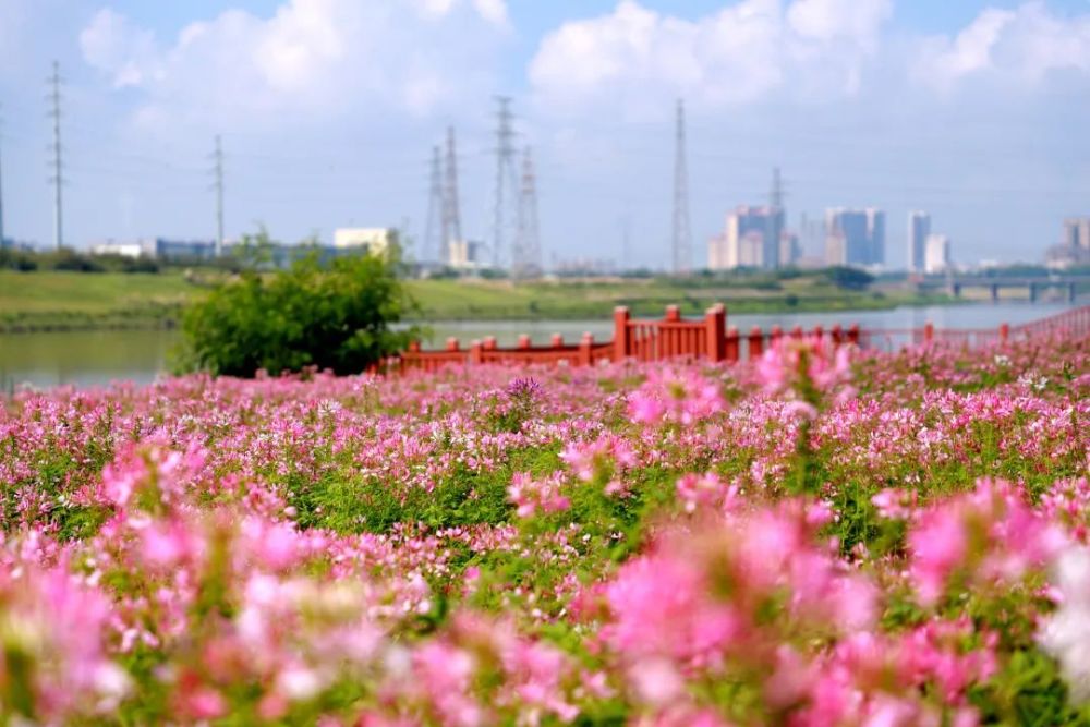 口罩,勤洗手,不扎堆赏花攻略【地址】芦苞花海生态公园(近旺寮村段)点