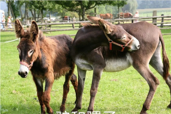 而对于骡子来说,也会分为驴骡和马骡,下面就简单介绍一下:由于是马和