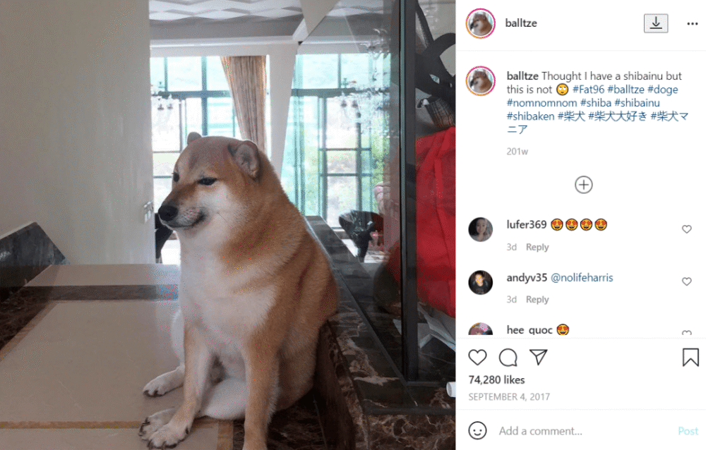 曾经的表情包柴犬又火了方式连它自己都意料不到