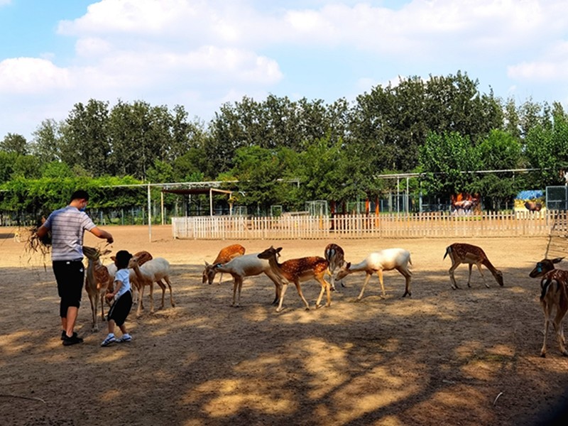 简介:大兴南海子郊野公园中的麋鹿苑中散养的麋鹿非常亲人,可谓是北京