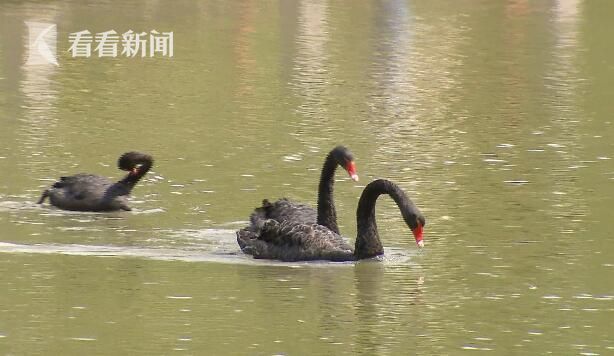 上海徐家汇公园黑天鹅被人偷回家炖萝卜吃 - 1