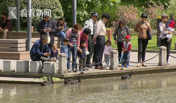 上海徐家汇公园黑天鹅被人偷回家炖萝卜吃 - 3