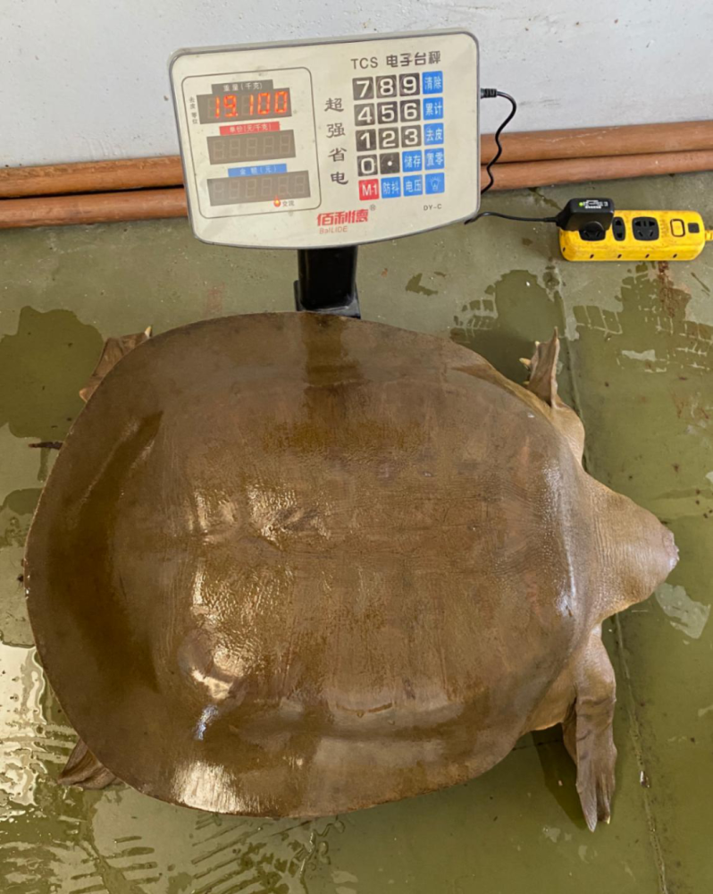 潮州韩江再现珍稀动物鼋