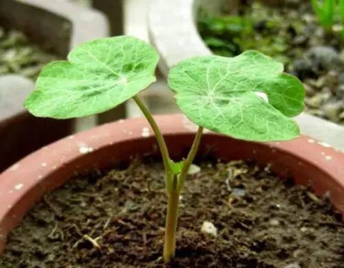 旱金莲不易养殖做好这几点植株旺盛花开爆盆