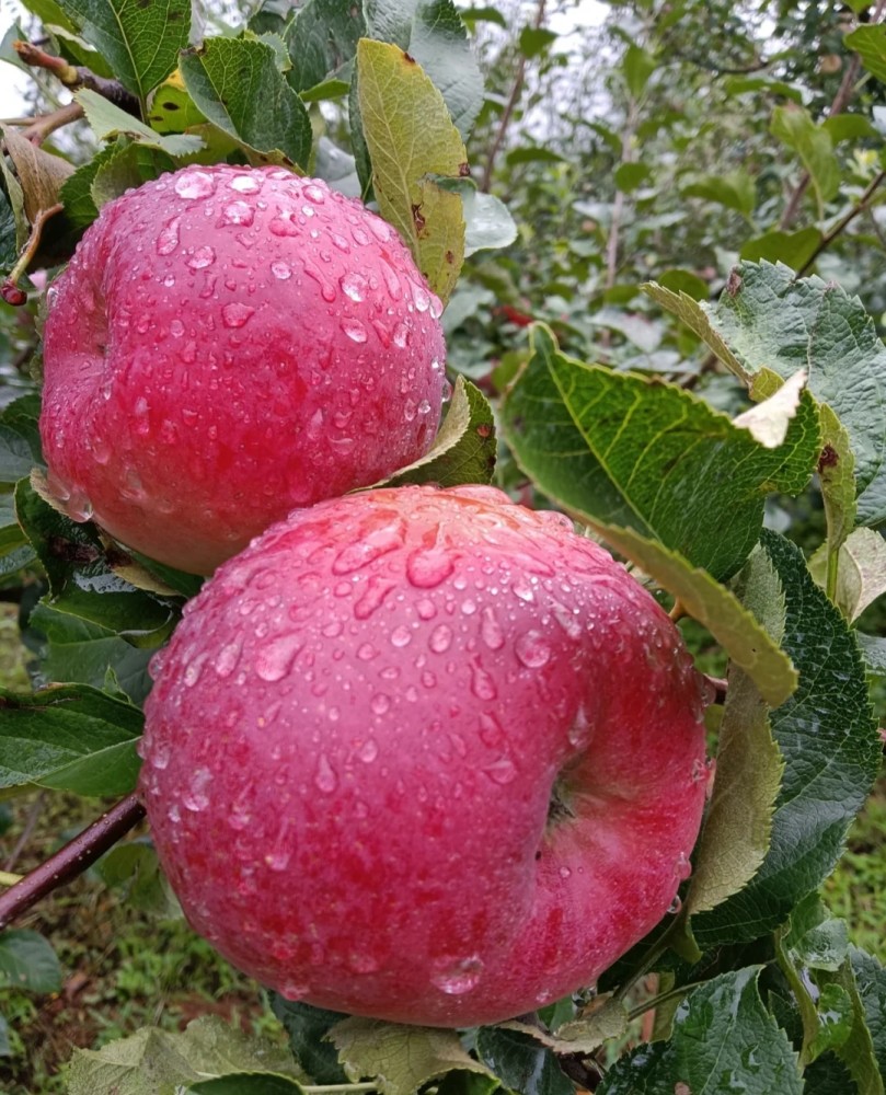 凉山州盐源县苹果